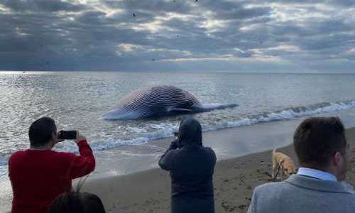 12 meter lång val död på Esteponastrand