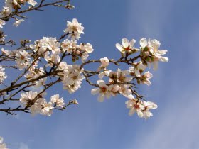 Almond blossoms sent to teach us that the spring days soon will reach us