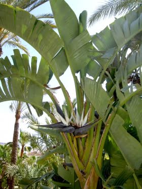 Botaniska jättar och samvetslösa skurkar