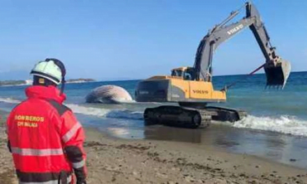 Död val väntas bli sänkt i havet utanför Estepona