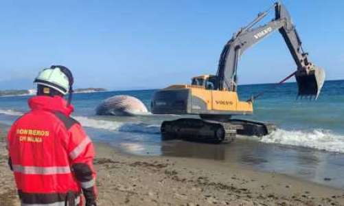 Död val väntas bli sänkt i havet utanför Estepona