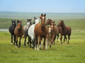 Djurspalten: Saltterapi för hästar