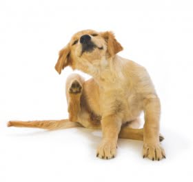 Djurspalten: Se upp för loppangrepp hos din hund eller katt