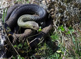 Har du sett Europas längsta orm?