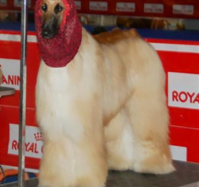 Hundshow – topphundar tävlar i Málaga