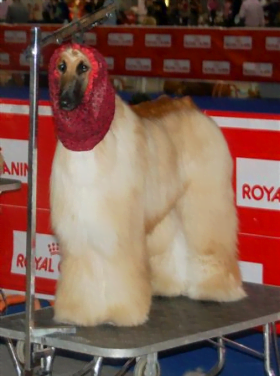 Hundshow – topphundar tävlar i Málaga