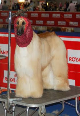 Hundshow – topphundar tävlar i Málaga