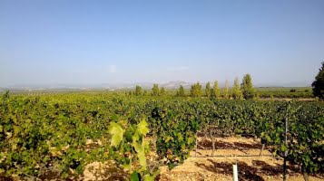 Mollina-Fuente de Piedra – det lilla vinområdet rider på framgångsvåg