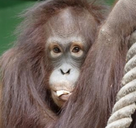 Nu har orangutangerna Nakal och Mukah fått lite mer sällskap på Fuengirola Zoo.