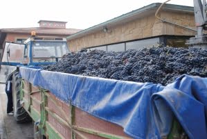 Spansk vinexport sätter rekord