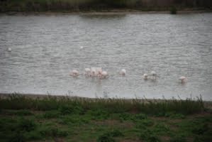 14.300 flamingos har anlänt