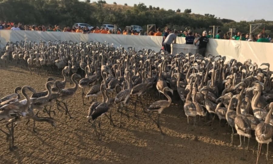 2.400 flamingokycklingar i Fuente de Piedra