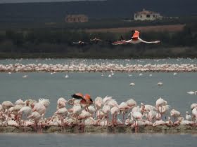 35.000 flamingos vid Fuente de Piedra