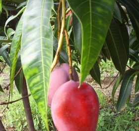 40.000 mangoträd planterade på två år