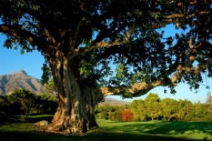 Aloha golfbana legal efter 26 år