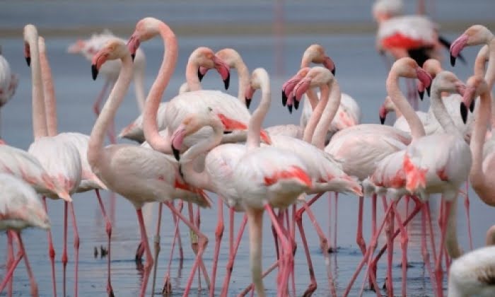 Årets första flamingokycklingar har fötts