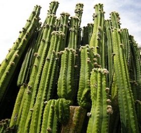 Åt kaktus-drog och knivskar familjemedlemmar