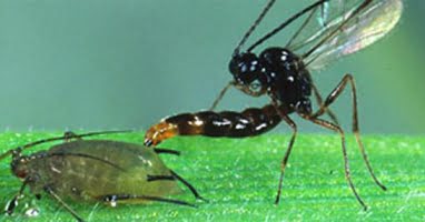 Biologisk bekämpning diskuteras vid konferens i Torre del Mar