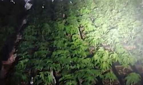 brandtillbud-i-malaga-avslojade-en-marijuanaplantage.png