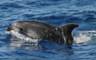 Delfiner ödelägger näten för yrkesfiskare