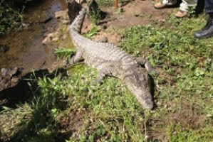 En andra krokodil söks på Solkusten