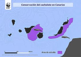 Enorm kaskelot på 20 meter har siktats vid Kanarieöarna