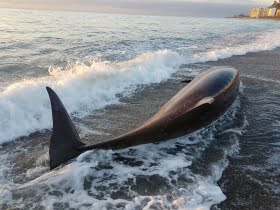 Fem meter lång delfin räddades i Almuñécar