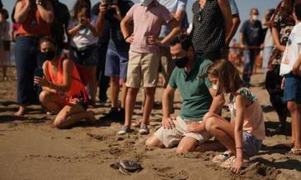 Femton sköldpaddor släpptes på Fuengirolastrand