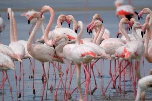 Flamingofåglarna har börjat återvända till Fuente de Piedra