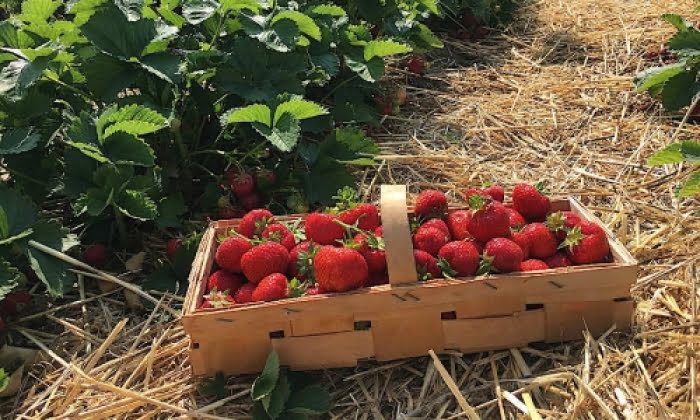 Förberedelser för nästa jordgubbssäsong i Spanien