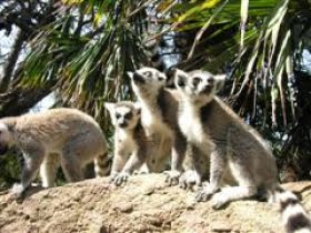 Fototävling för att bevara Madagaskar skogar och djurliv