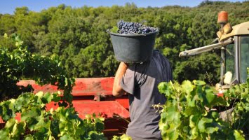 Franska vinskörden lockar 15.000 spanjorer – 9,61 euro i timmen