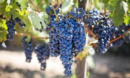 Fredagsvinet: Vinproduktionen ökar med 14 procent