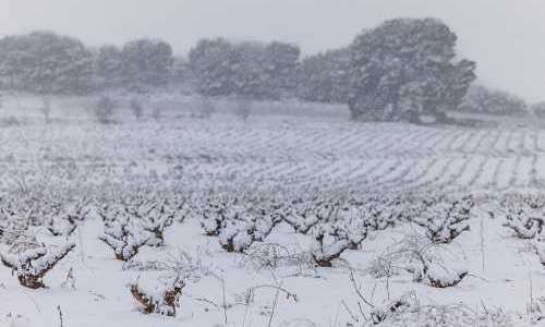 Fredagsvinet: Vinstocken mår prima med snö