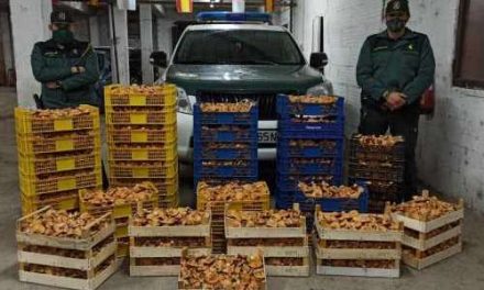 Guardia Civil har beslagtagit 1,5 ton svamp