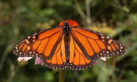 Har du sett monarkfjärilen i din trädgård?
