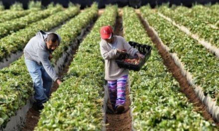 Här finns jobben – jordbruket behöver 150.000 säsongsarbetare