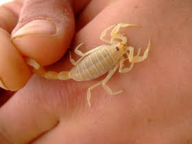 Invasion av den vita skorpionen