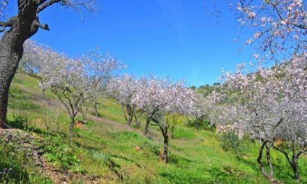 Mandelblomningen är nu i full gång i södra Spanien