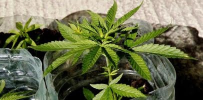 Marbellasvensk i cannabisförening greps
