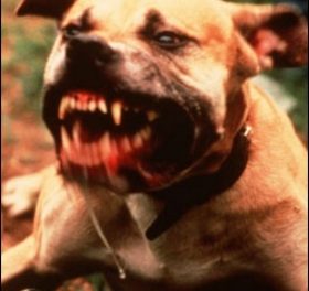 Nära 8.000 farliga hundar i provinsen