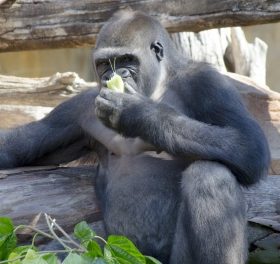 Nu kan du träffa svenska gorillan Echo i Fuengirola