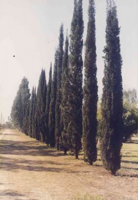 Onormalt höga halter av cypresspollen
