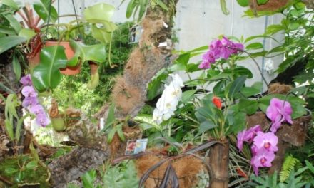 Över 40.000 besöker Esteponas orkidépark