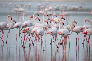 Perfekta förhållanden för häckande flamingos vid Fuente de Piedra