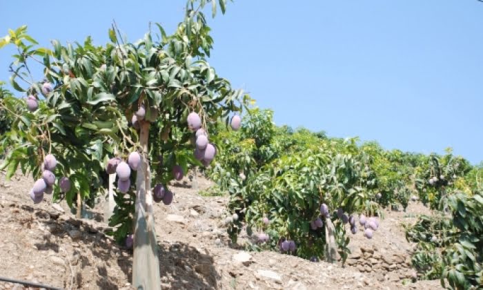 Provinsen Málaga producerar mest mango i EU