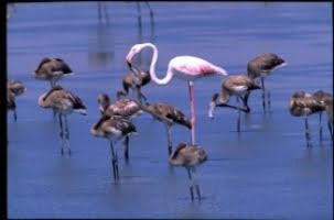 Rekord i antalet flamingos i Fuente de Piedra