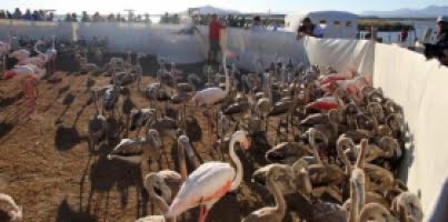 Rekordmånga flamingos norr om Málaga