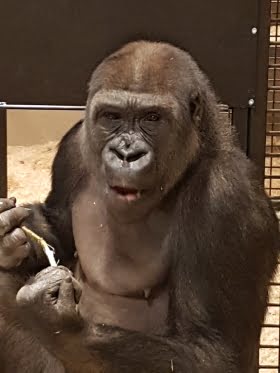Snart flyttar gorillan Echo från Kolmården till Fuengirola