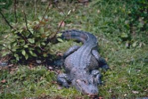 Spår efter alligator har hittats ovanför Elviria